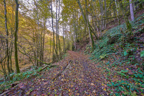 Gemeinde Obernzell Landkreis Passau Erlau Erlautal Wanderweg Herbst (Dirschl Johann) Deutschland PA